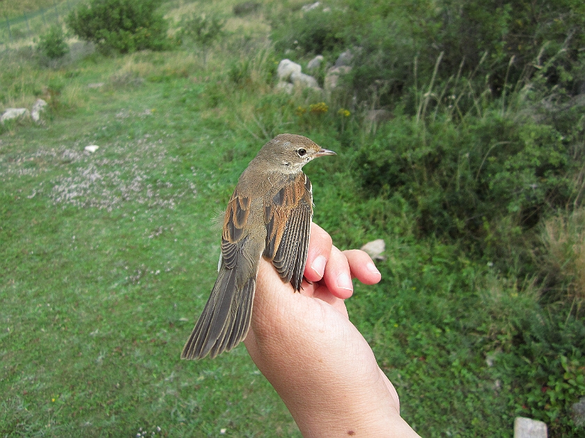 Common Whitethroat, Sundre 20120828